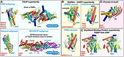 Mechanisms of Non-Vesicular Exchange of Lipids at Membrane Contact Sites: Of Shuttles, Tunnels and, Funnels